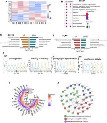 m6A Modification Involves in Enriched Environment-Induced Neurogenesis and Cognition Enhancement